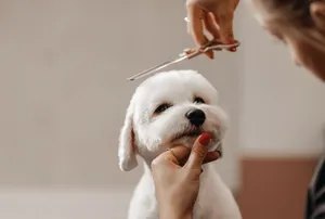 Grooming dog